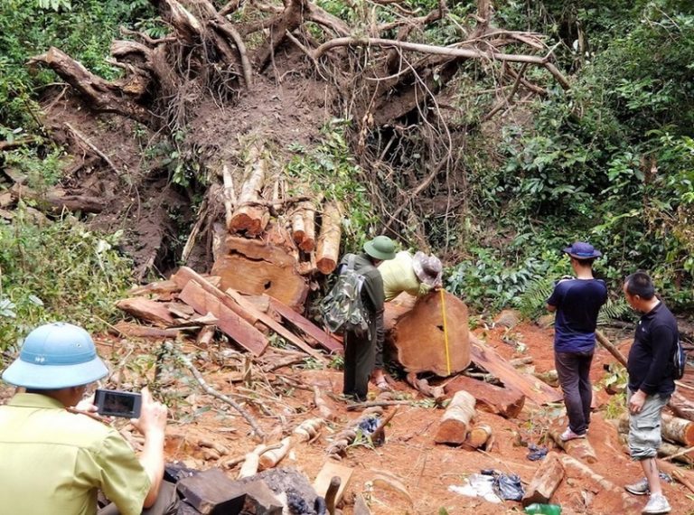 Khởi tố 2 nhân viên bảo vệ vì làm mất 49 khối gỗ rừng
