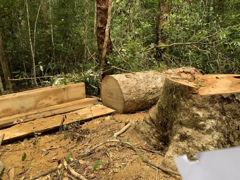 3 nhân viên bảo vệ rừng bị khởi tố vì khai thác gỗ trái phép